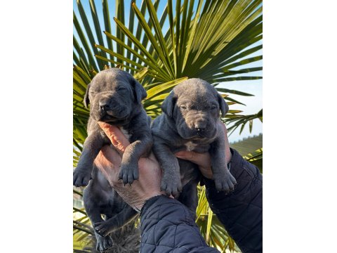 Yavru Cane Corso Almak İsteyenler İletişime Geçsin