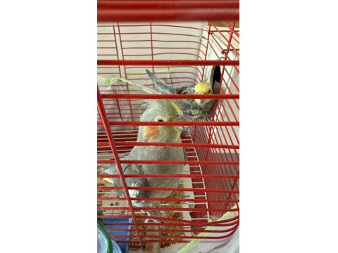 Yumurtalı Çift Sultan Papağanı