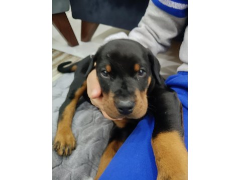 Europan Doberman Yavruları