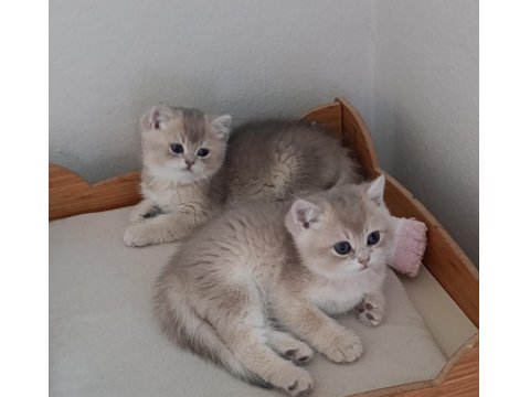 British Shorthair Safkan Kediler