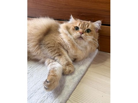 Golden Rengi Yetişkin British Longhair