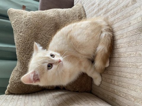 British Shorthair Cream Tabby