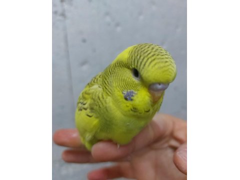 Alıştırmalık Ve Konuşturmalık Muhabbet Kuşu Yavrular