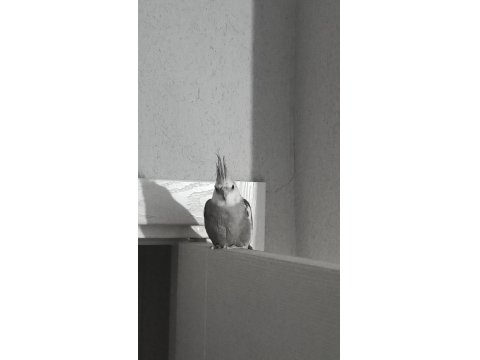 Uygun Fiyata Sağlıklı Sultan Papağanı Açıklamayı Okuyunuz