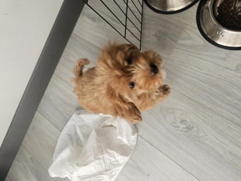 2 Aylık Maltipoo Yavru
