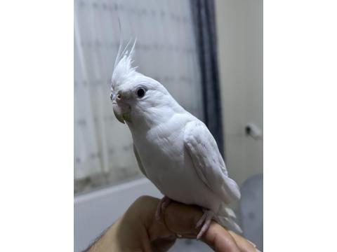 Yavru Alınmış Çift White Face Albino Sultan Papağanı