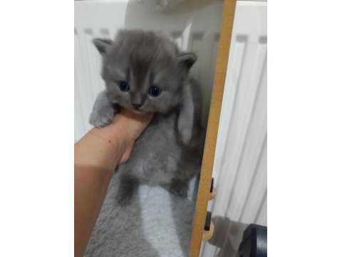 British Longhair Golden Bu 12