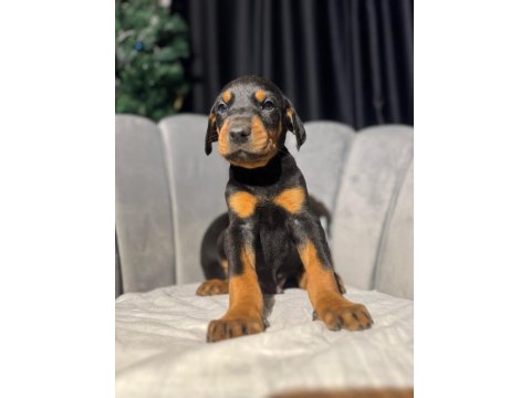 King Doberman Erkek Ve Dişi Yavrular
