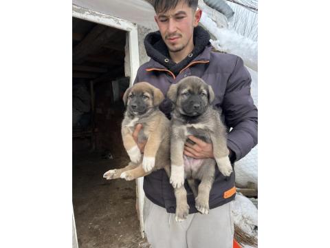 Her İle İlçeye Gönderim Sağlanır Sivas Kangalı