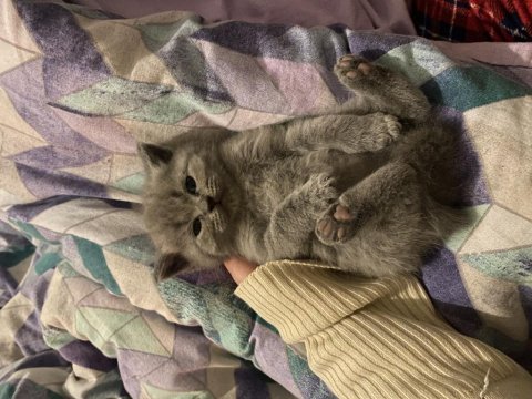 British Shorthair Lilac Yavru