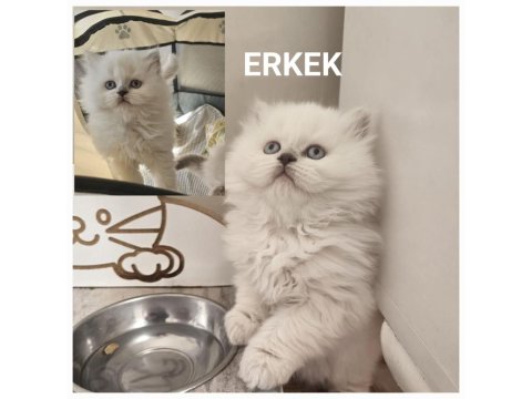 Maviş British Longhair Bebeğimiz Teslime Hazır