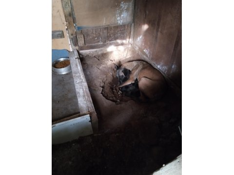 Kişi Ve Alan Koruma İçin Belçika Kurdu