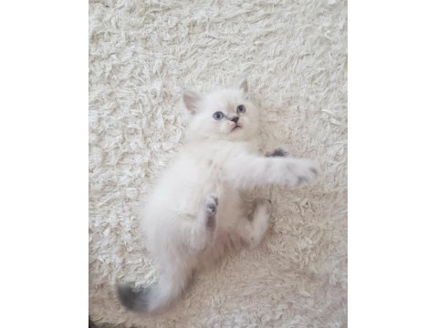 British Shorthair Sağlıklı Eğitimli Yavrular Yeni Yuvasını Arıyor