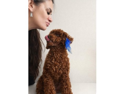 Red - Brown Kore Kan Poodle Oğluluşuma Eş Arıyoruz