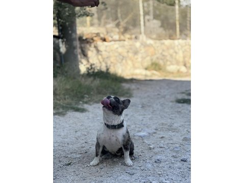 2 Yaşında Dişi Blue Merle French Bulldog
