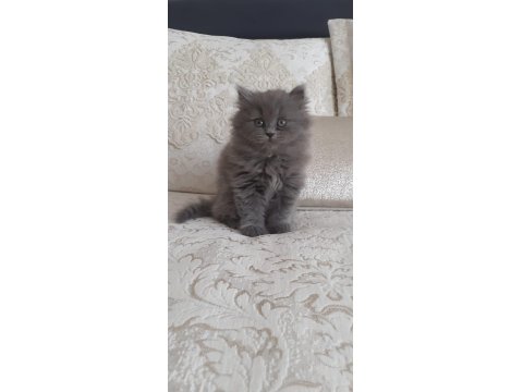 2 Aylık Oyuncu Sevecen Kedim