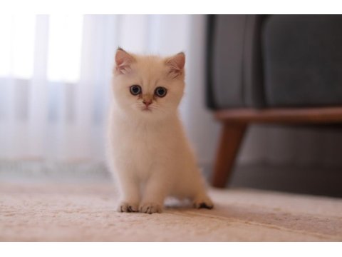 Şecereli British Shorthair Dişi Ve Erkek Yavru