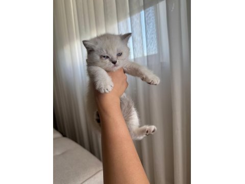 British Shorthair Yavru Kediler