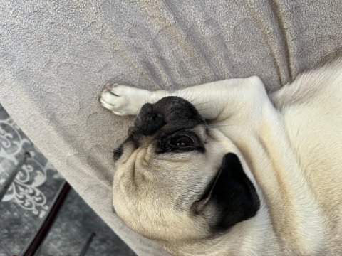 Pug Dişi Köpek
