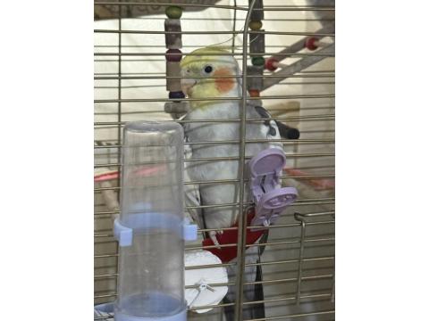 Erkek Evcil Sultan Papağanı