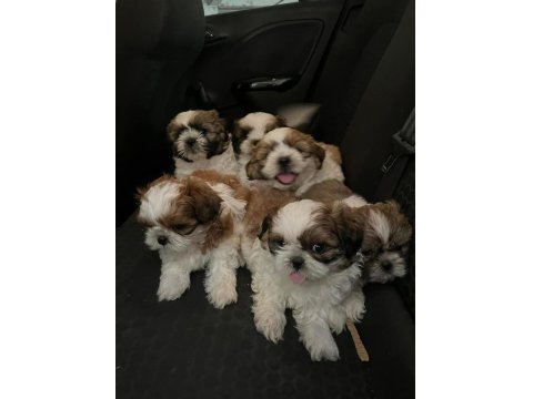 Irk Ve Sağlık Garantili Hypo Mini Shih Tzu Bebekler