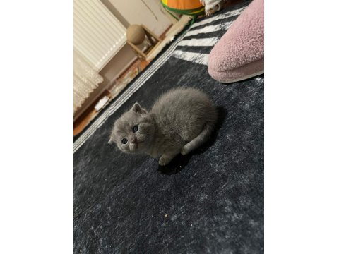 British Yavru Kediler