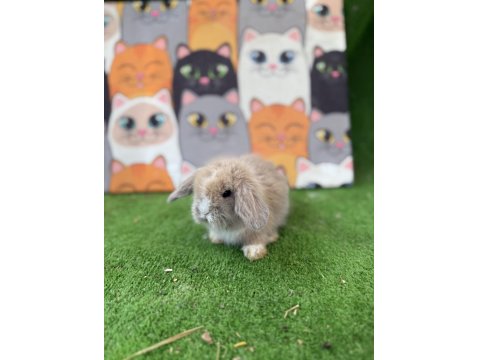 Hollanda Teddy Lop Tavşanlar