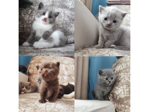 Sağlıklı British Shorthair Yavru Kedileri