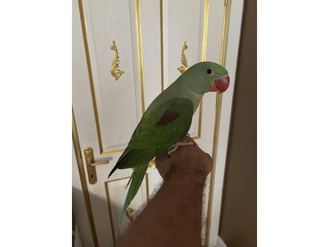 3 Aylık Full Evcil Jumbo Alexander