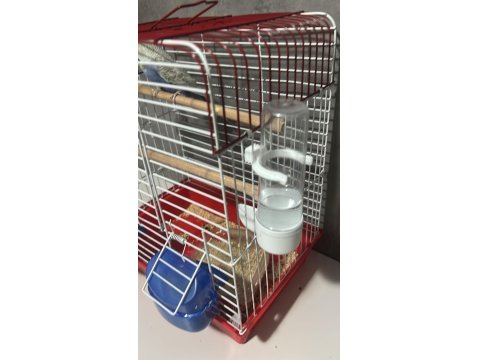 Rainbow Muhabbet Kuşu