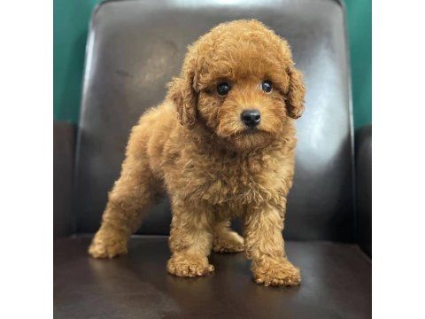 Toy Poodle Yavruları