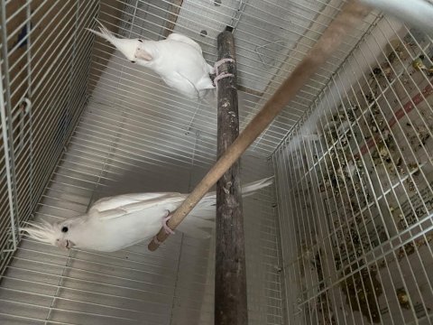 Albino Hazır Sultan Papağanı Takım Yumurtalı