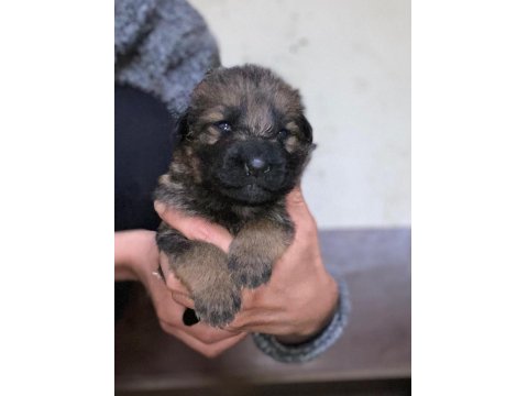 A Kalite Showline Şecereli Alman Kurdu Yavrular