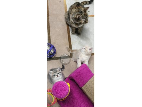 2 Aylık British Shorthair Yavrularımız