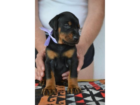 Irk Garantili Doberman Yavruları