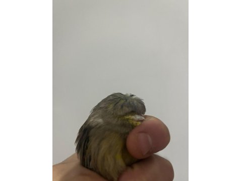 Seçmeli Kanaryalar Dişi Ve Erkek