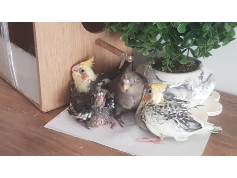 Yavru Sultan Papağanları