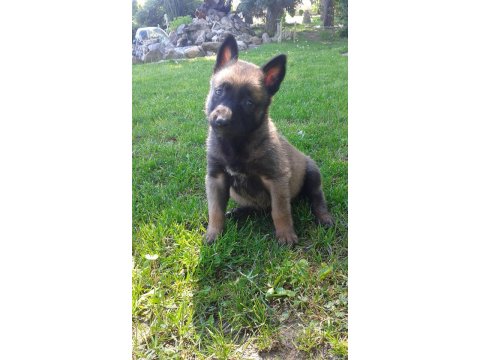 Belçika Malinois Köpeği Yavruları