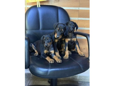 Irk Ve Sağlık Garantili Doberman Yavrular