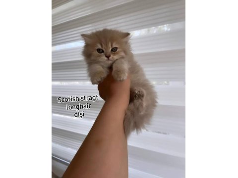 Scottish Fold Ve Scottish Straight