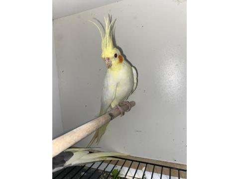 Tam Takım Sultan Papağanları