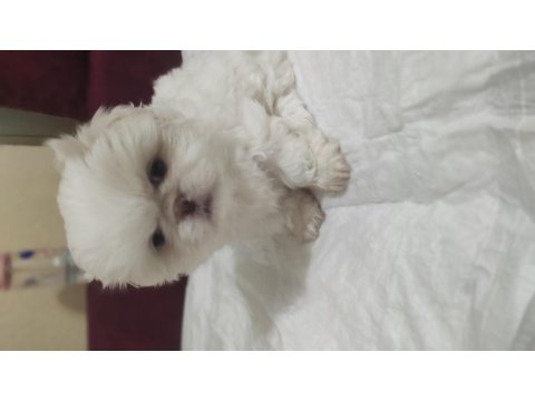 2 Aylık Pekingese Yavrular