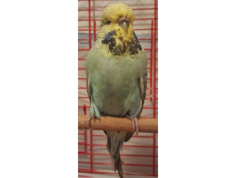 Dişi Show Jumbo Muhabbet Kuşu