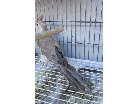 Wf Damızlık Dişi Sultan Papağanı