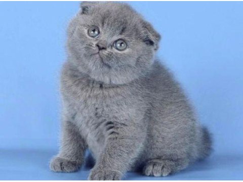 Scottish Fold Yavrularım Sağlık Ve Irk Garantilidir
