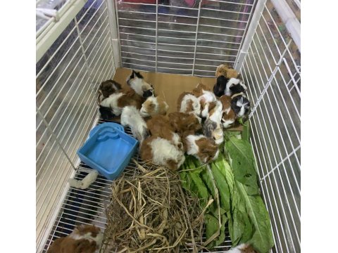 Çok Tatlı Rengarenk Ginepigler Adana Kobay