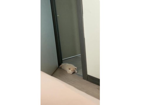Pomeranian 3 Aylık Dişi