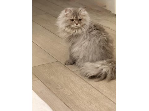 Sevecen Ve Uysal Can Kedilere Sıcak Yuva