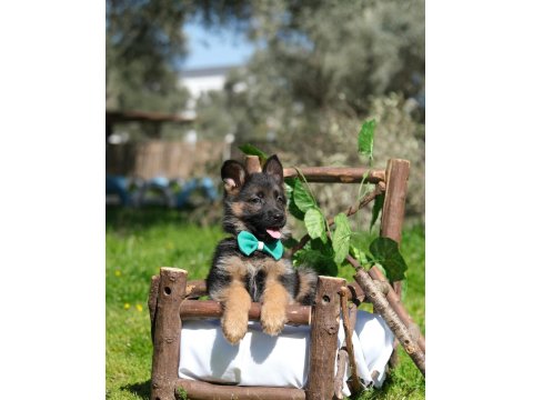 Müthiş K9 Alman Kurdu