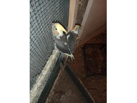 Yavru Sultan Papağanlar